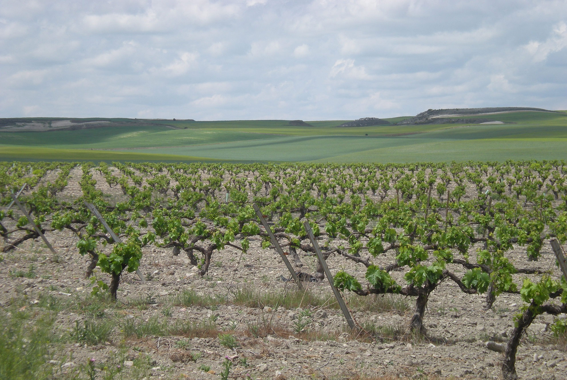 Enoturismo y catas de vino en bodegas D.O. Cigales, Mucientes