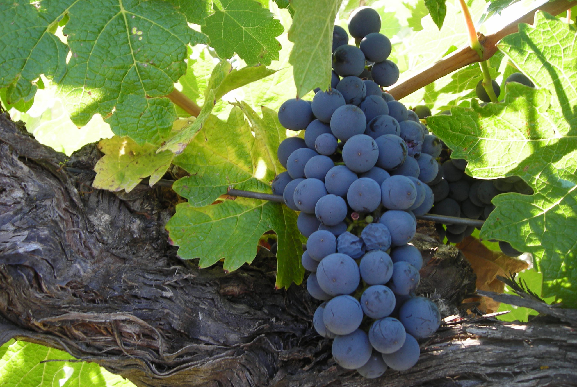 Uvas de la D.O. Cigales - Gastronomía y vinos de Mucientes, Valladolid